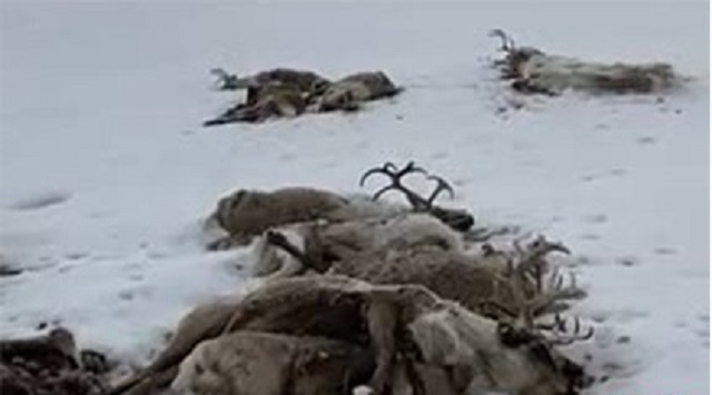 На Камчатке проверят видео с сотней мертвых оленей