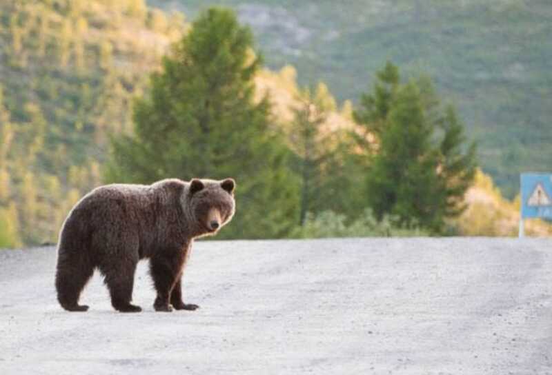 В Якутии медведь, сбитый в ДТП, пришел в сознание и убежал